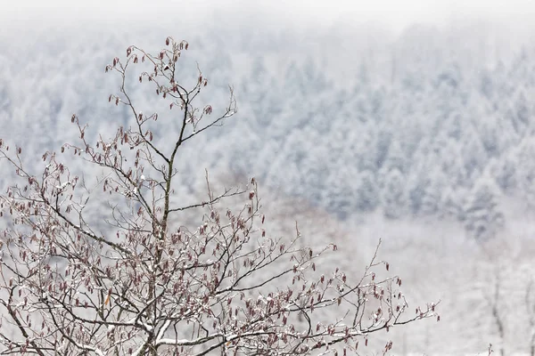 Strom se sušenými listy na pozadí borového zimního lesa — Stock fotografie