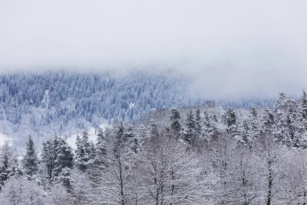 Forêt de conifères dans les montagnes couvertes de neige et couvertes — Photo