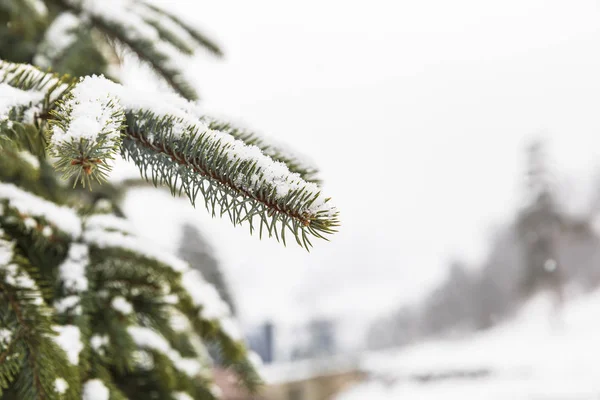 Branches d'épinette recouvertes de neige — Photo