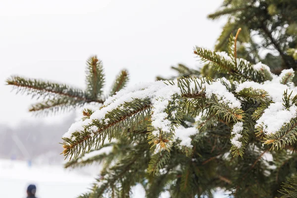 Smrkové větve pokryté sněhem — Stock fotografie