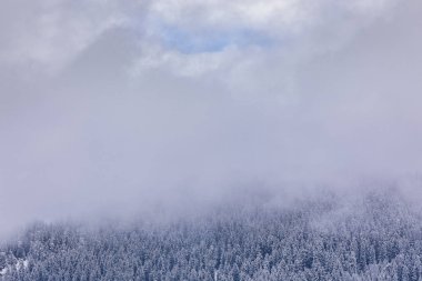 Dağlardaki kozalaklı ormanlar karla kaplı ve kaplanmış.