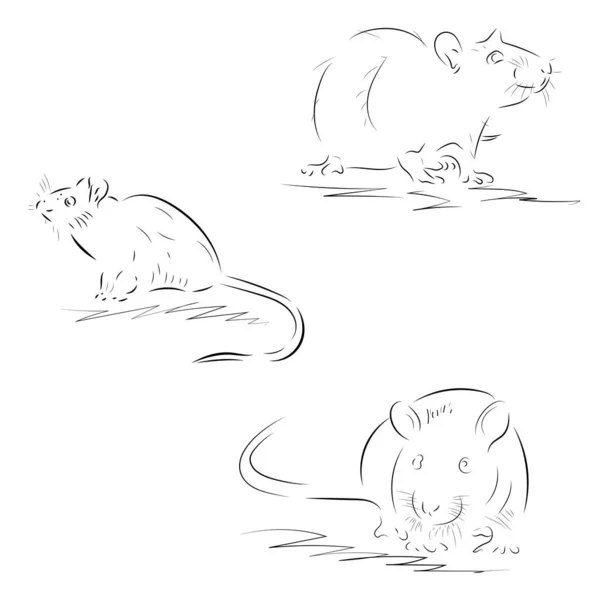 Contours de rats dessinés à la main sur un fond blanc — Image vectorielle