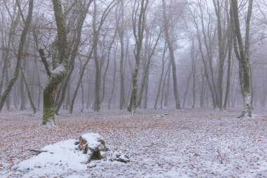 Sis ormanda kar kaplı