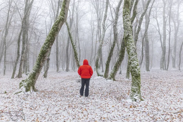 Floresta coberta de neve no nevoeiro — Fotografia de Stock
