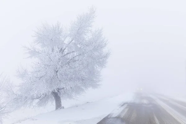Fryst träd och bil kör i dimman längs vägen — Stockfoto