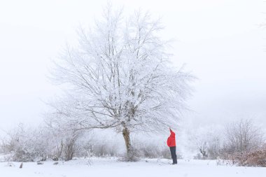Sis ormanda kar kaplı