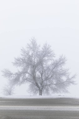 Tarlada duran yalnız bir ağacın donmuş dalları.