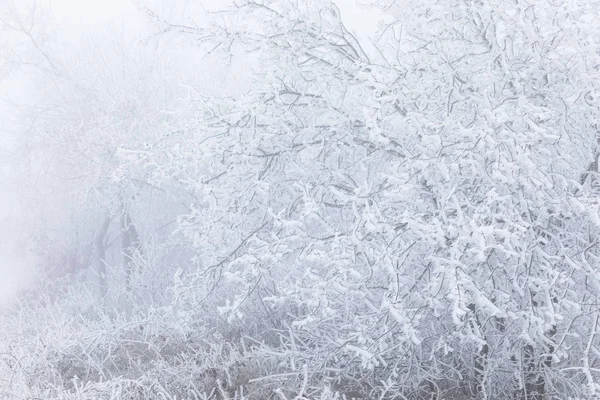 Branches d'arbres gelées dans la forêt — Photo