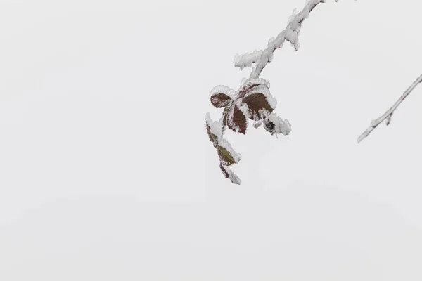 Listy na stromě pokryté ledem a sněhem. — Stock fotografie