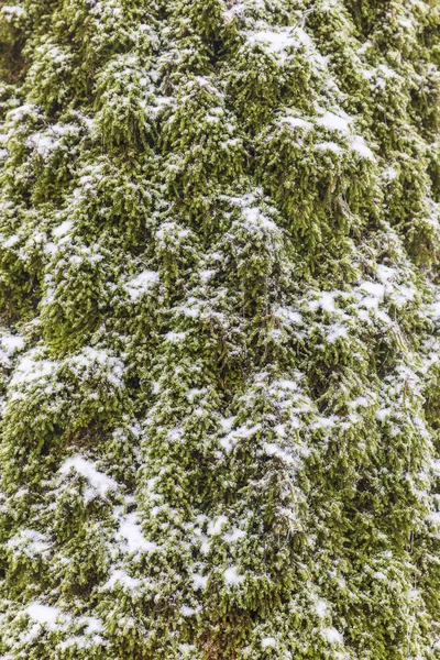 Textuur van mos op een boom bedekt met sneeuw — Stockfoto