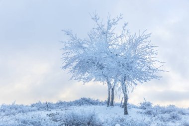 Ormanda donmuş ağaç dalları