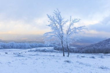 Ormanda donmuş ağaç dalları
