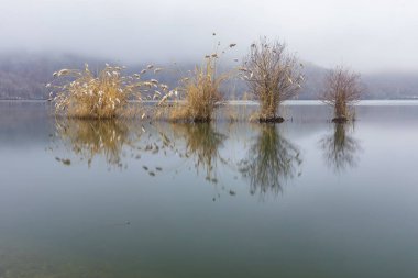 Soğuk havada gölde büyüyen ağaçlar.