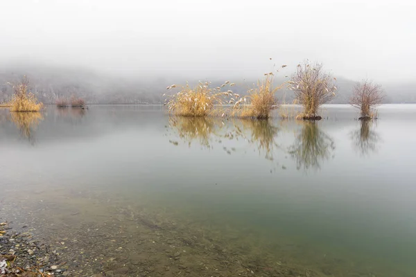 Trees growing in a lake in frosty weather — Stock Photo, Image