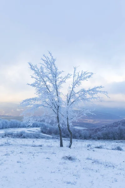 Ramos de árvores congeladas na floresta — Fotografia de Stock