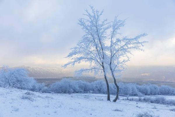 Frysta trädgrenar i skogen — Stockfoto