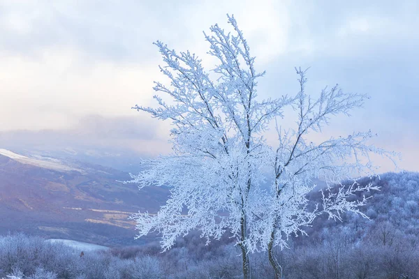 Branches d'arbres gelées dans la forêt — Photo