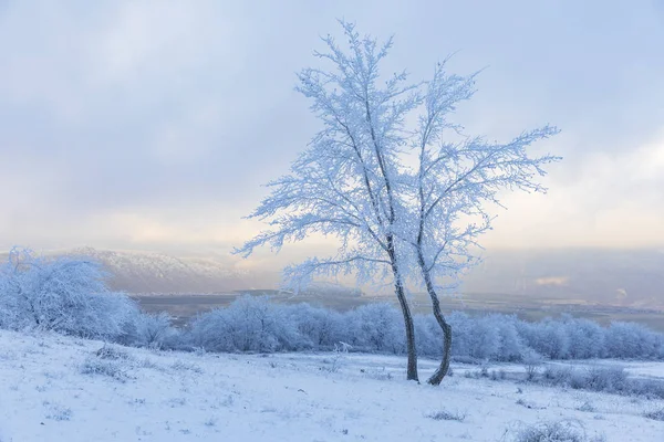 Branches d'arbres gelées dans la forêt — Photo