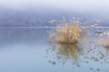 Soğuk havada gölde büyüyen ağaçlar.