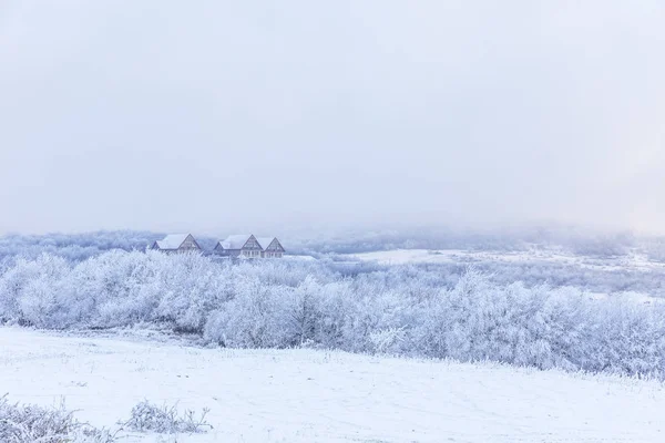 Arbres et buissons gelés dans les montagnes — Photo