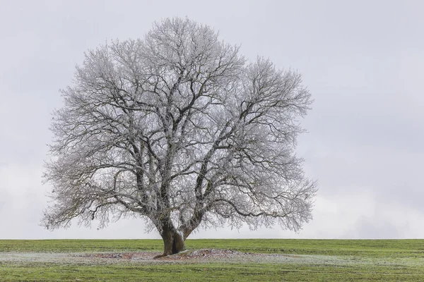 Frozen tree on green field — Stock Photo, Image