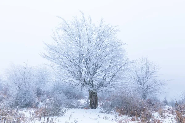 Branches d'arbres gelées dans la forêt — Photo