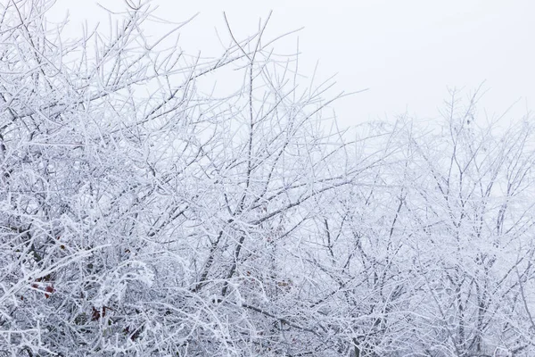 Branches d'arbres gelées dans la forêt — Photo