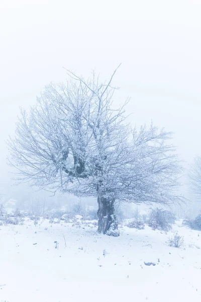 Branches d'arbres gelées dans la forêt — Photo