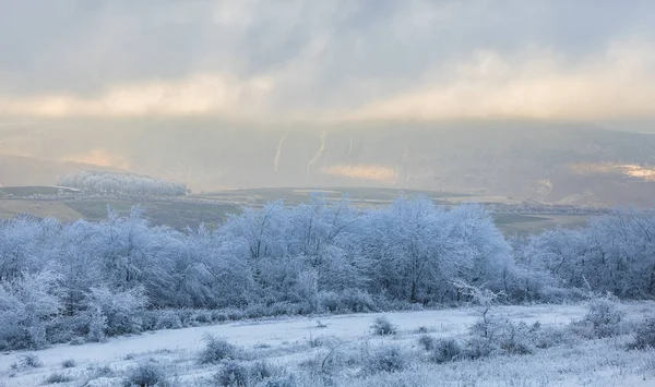Stromy pokryté chrastí a ledem v horách při západu slunce — Stock fotografie