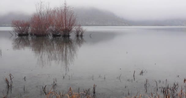 Árboles Creciendo Lago Clima Helado — Vídeos de Stock