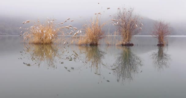 Trees Growing Lake Frosty Weather — 비디오