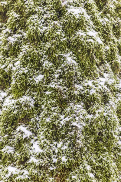 Mos textuur op een boom bedekt met sneeuw — Stockfoto