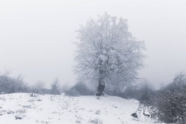 Ormanda donmuş ağaçlar ve çalılar
