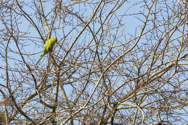 Попугай сидит на дереве в городском парке — стоковое фото