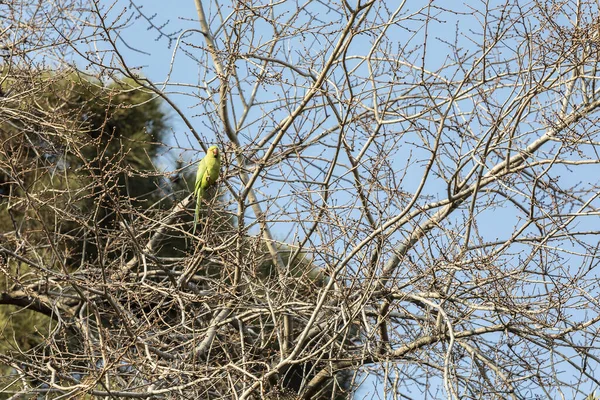 Parktaki bir ağaçta oturan papağan. — Stok fotoğraf