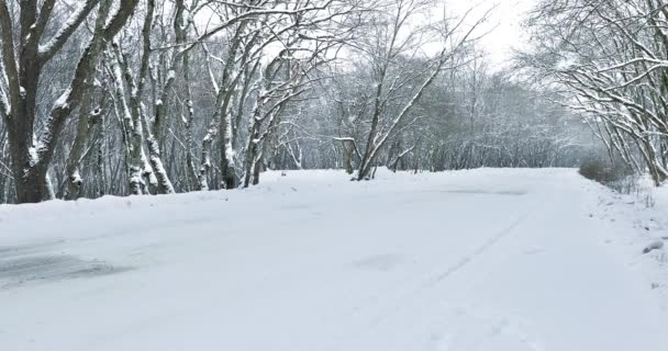 Neve Cai Uma Estrada Que Passa Por Uma Floresta — Vídeo de Stock