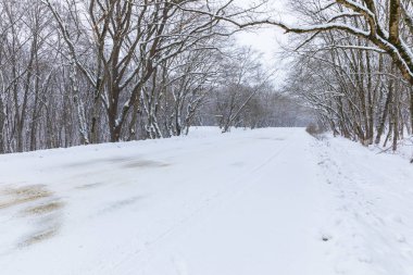 Yol bir orman yoluyla kar kaplı