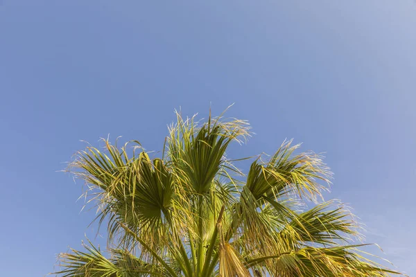 Palmeira Galhos Contra Céu Azul — Fotografia de Stock