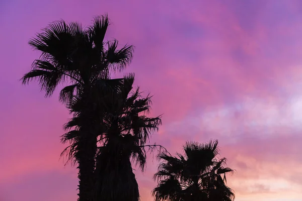Silhouetten Van Palmbomen Een Achtergrond Van Roze Lucht Bij Zonsondergang — Stockfoto