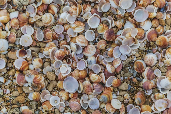 Textur Von Muscheln Der Meeresküste — Stockfoto