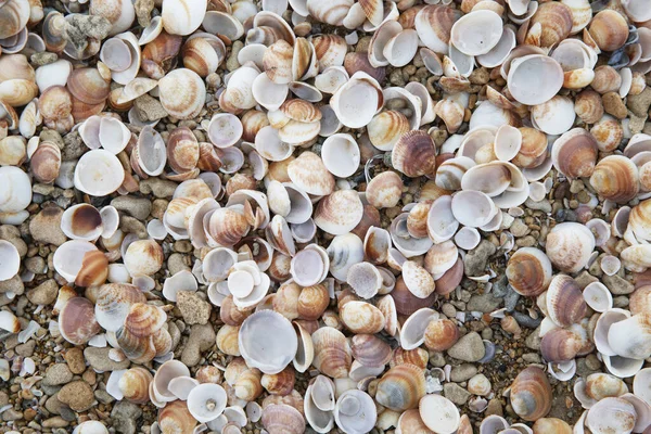 Textur Von Muscheln Der Meeresküste — Stockfoto