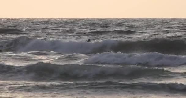 地中海の波に浮かぶサーファー — ストック動画