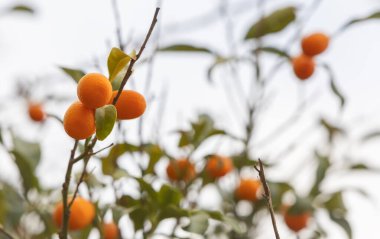 Ev bahçesinde Kumquat meyvesi ağacı