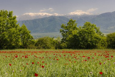 Dağlarda baharda açan haşhaş tarlaları