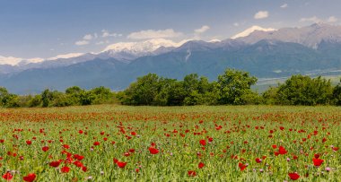 Dağlarda baharda açan haşhaş tarlaları