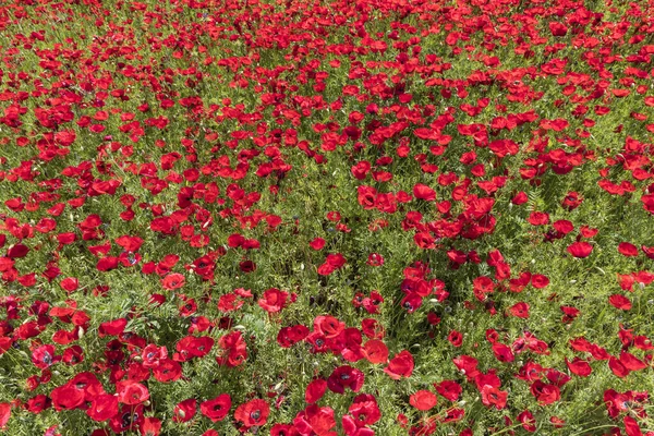 Florecientes Campos Amapola Primavera Las Montañas — Foto de Stock