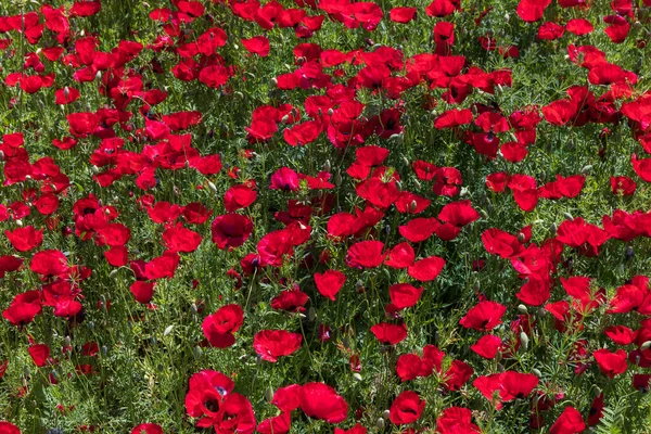 Blooming Poppy Fields Spring Mountains — Stock Photo, Image