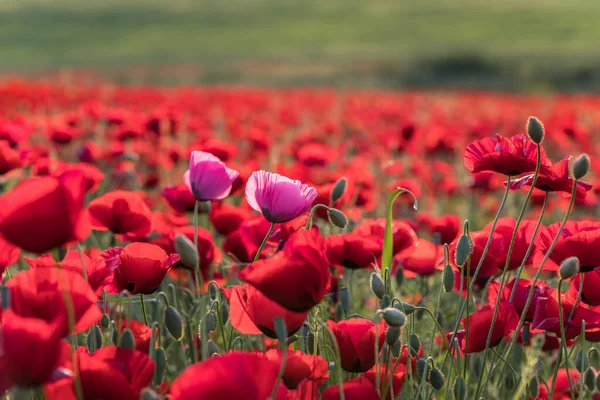 Amapolas Rosadas Atardecer Campo — Foto de Stock