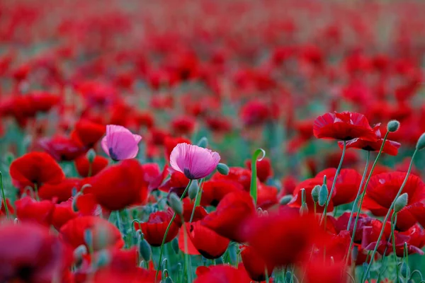 Amapolas Rosadas Atardecer Campo — Foto de Stock