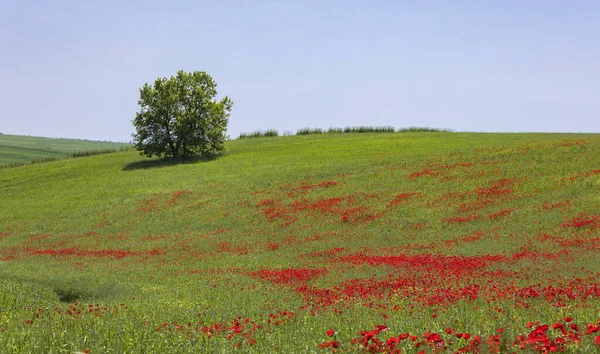 Blooming Poppy Fields Spring Mountains — Stock Photo, Image